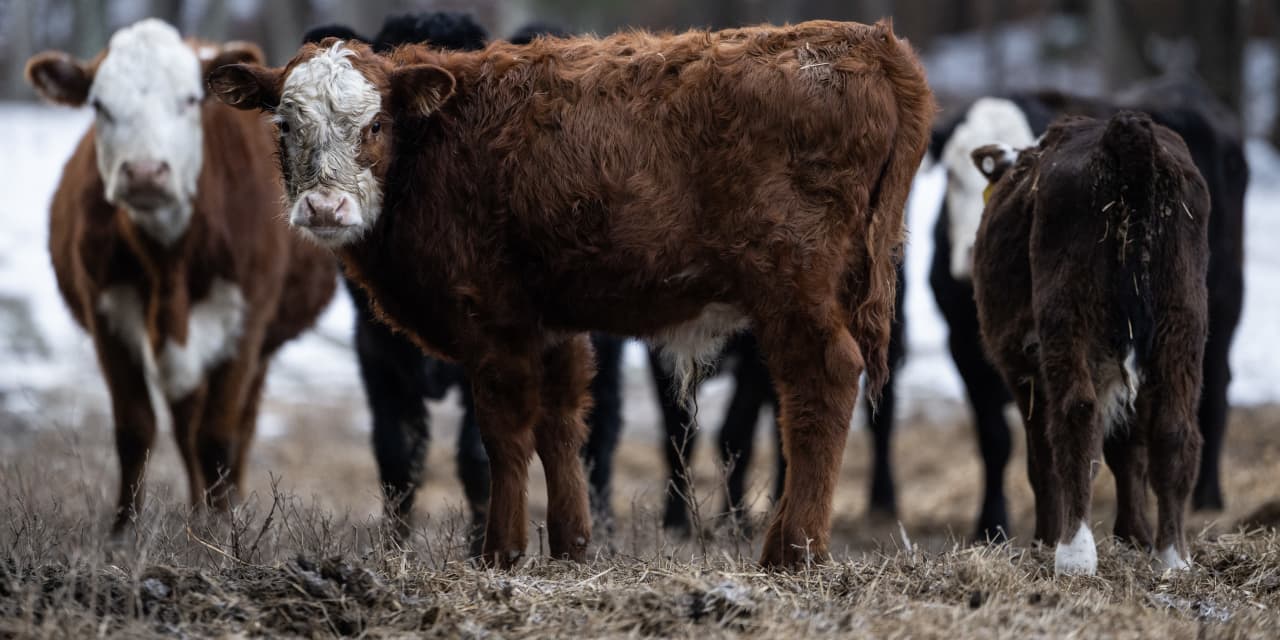 USDA beef data cut rattles ranchers already squeezed by high costs