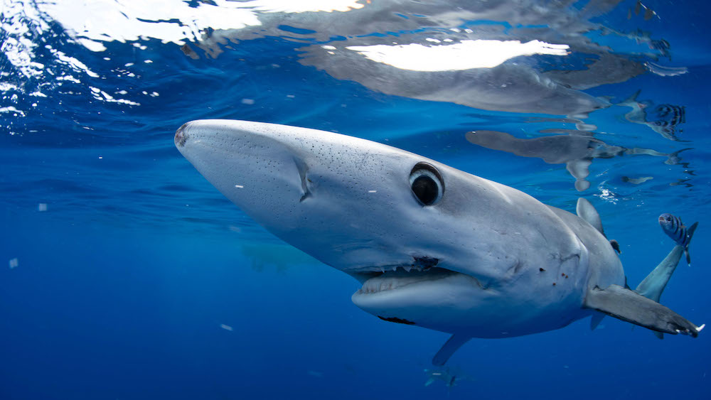 Stream Shark Week on Sling TV as Discovery’s annual event returns