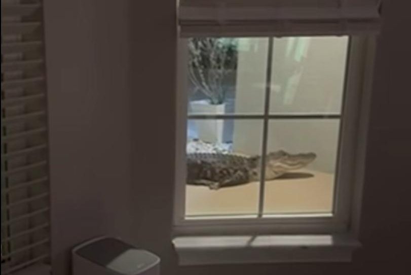 Doorbell camera catches 8-foot gator at Florida home