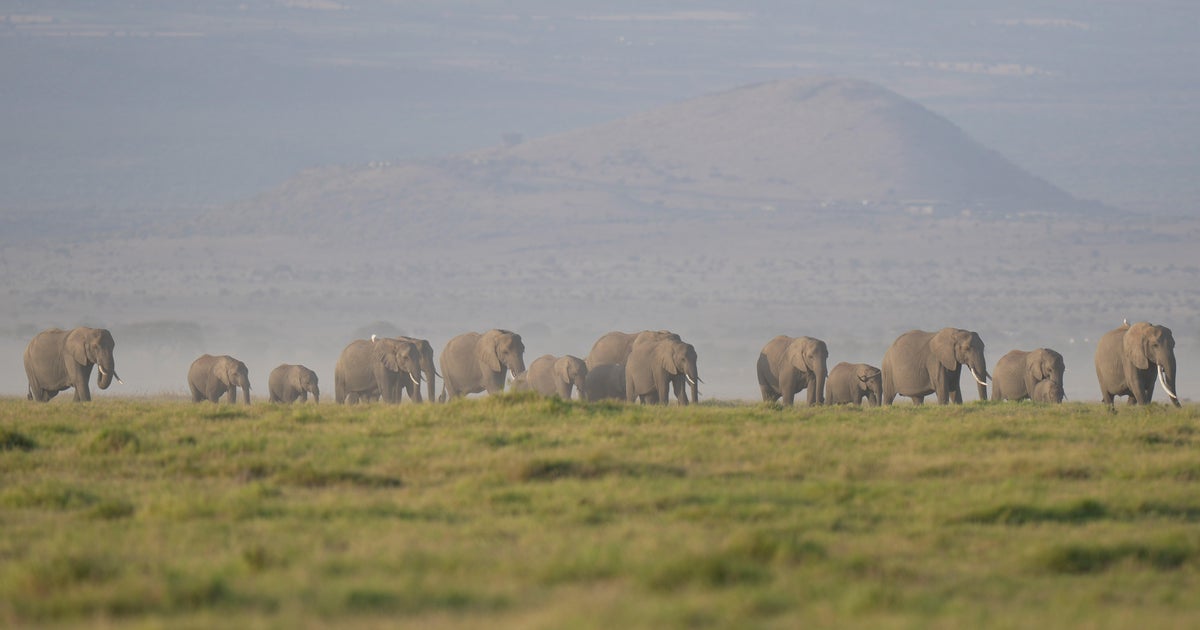 Amboseli elephant deaths trigger Kenya investigation after 15 die