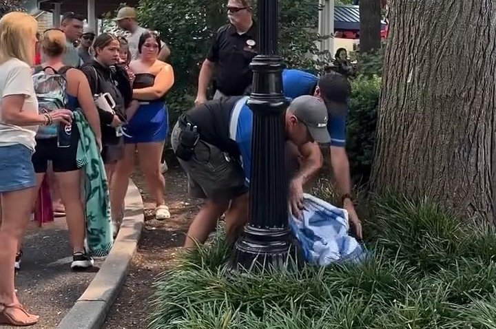 Hersheypark deer removed after fawn wanders into guest area