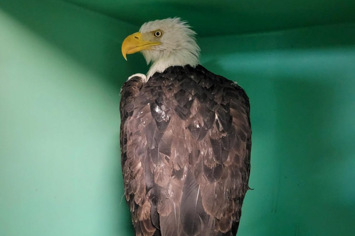 Jackie the bald eagle recovers after apparent attack in California