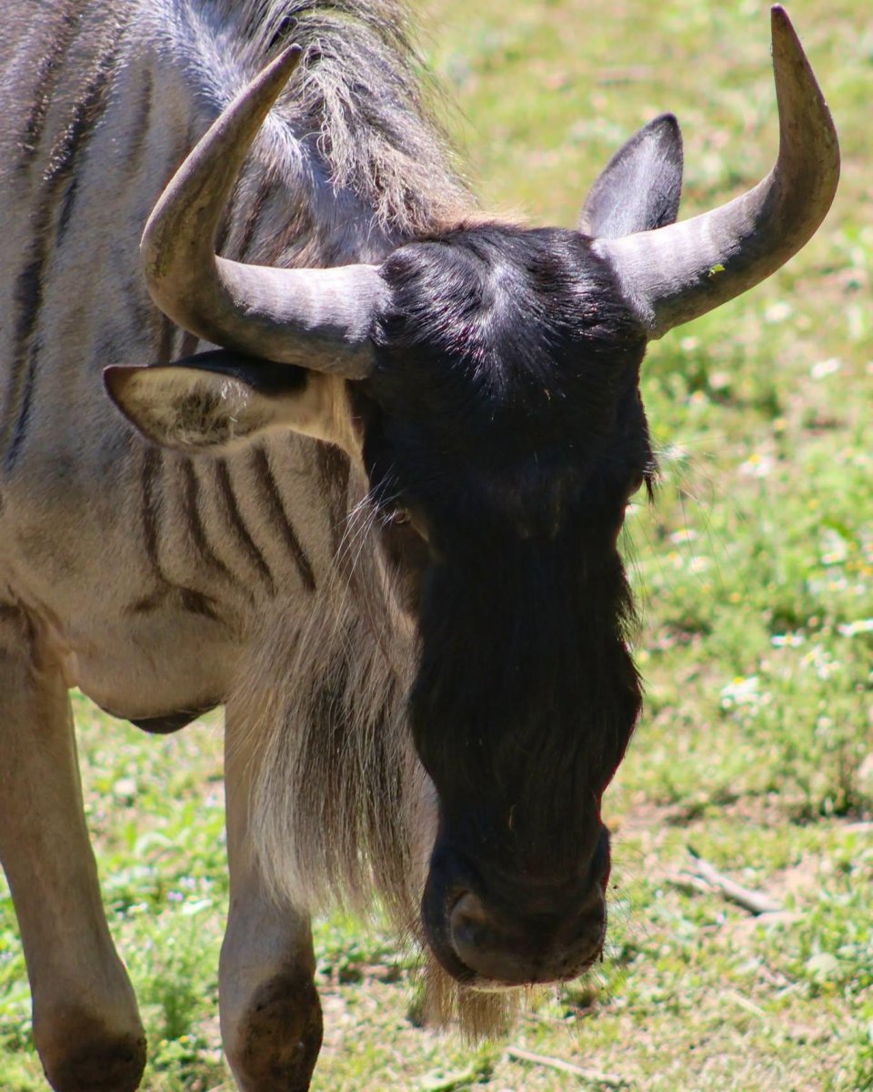 Wildebeest makes a quick detour at Fort Wayne Zoo