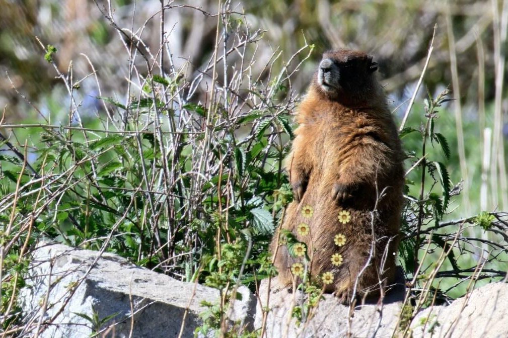 OnlyMarms OnlyFans page puts Colorado marmots to work for science