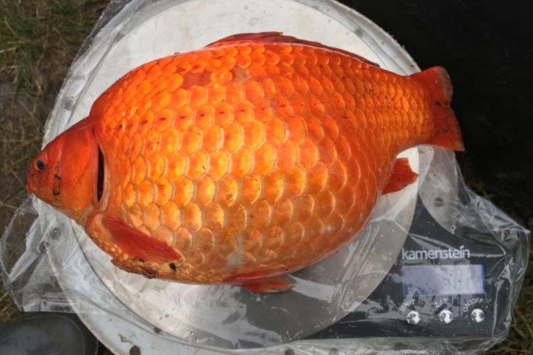 Alberta warns pet owners to keep goldfish out of lakes