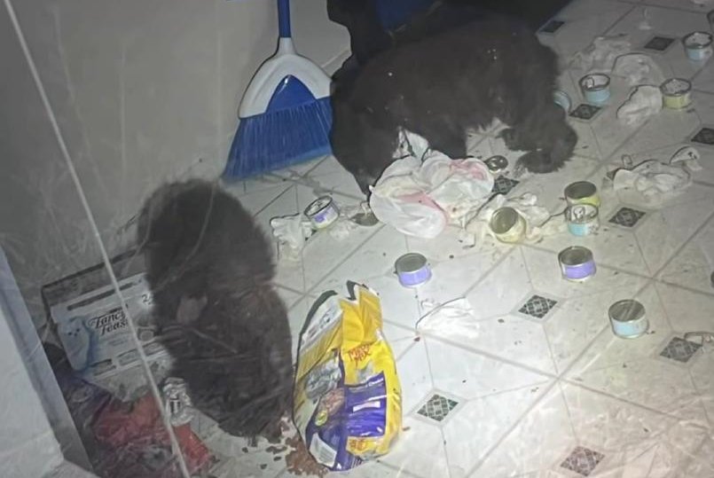 Colorado bear cubs break-in ends with deputies escorting cubs to woods