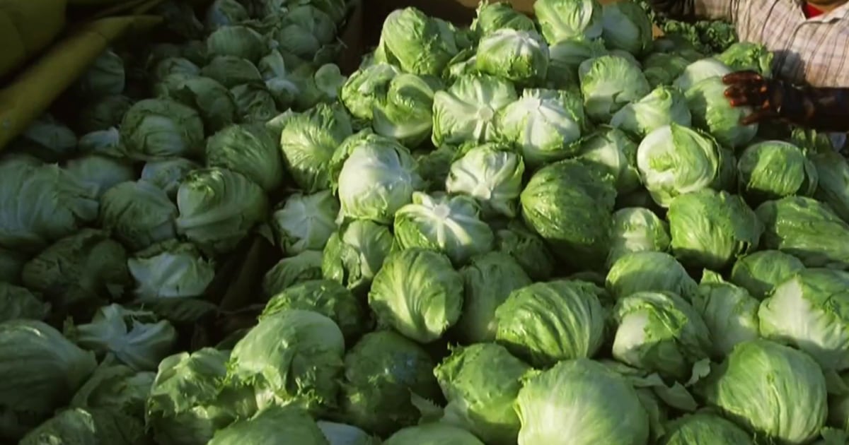 FDA looks at iceberg lettuce supplier in parasite outbreak