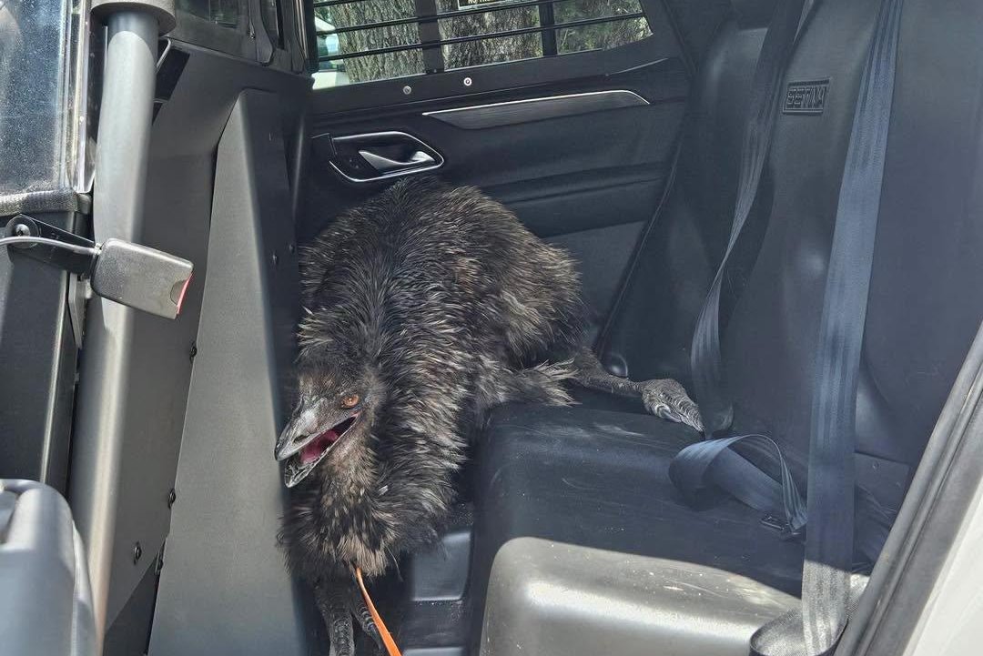 Dade City emu wrangled by Florida police after morning stroll