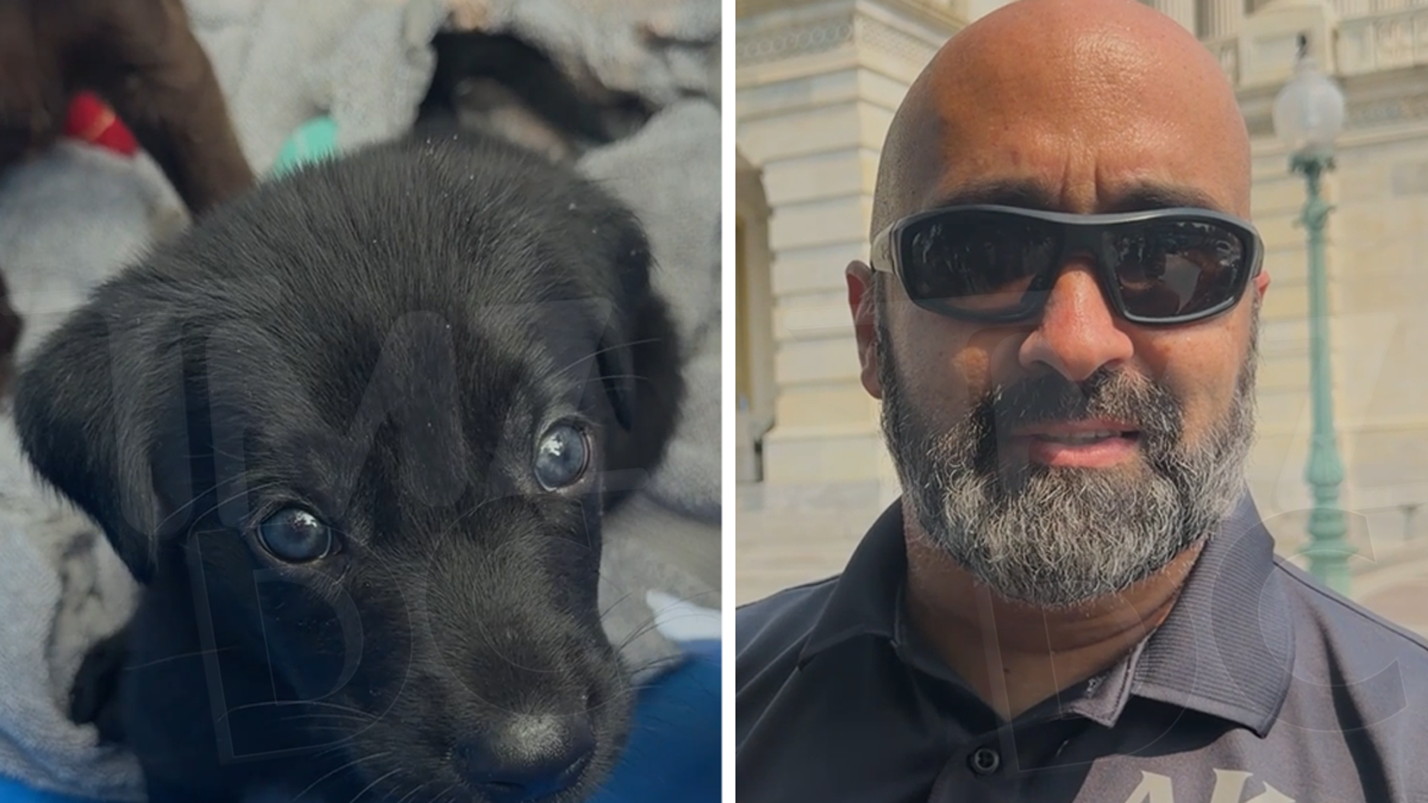 Six-week-old pups get a Capitol Hill tryout for possible K-9 careers