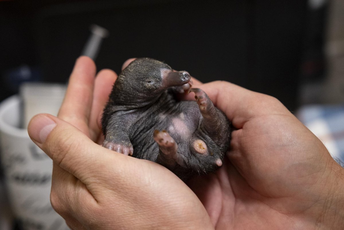 San Diego Zoo Safari Park welcomes rare echidna puggle pair