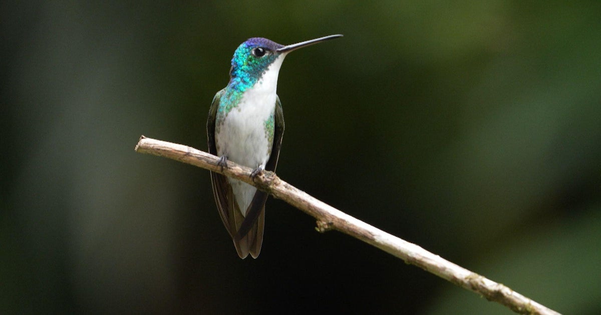 Colombia birding after peace deal opens paths to remote forests