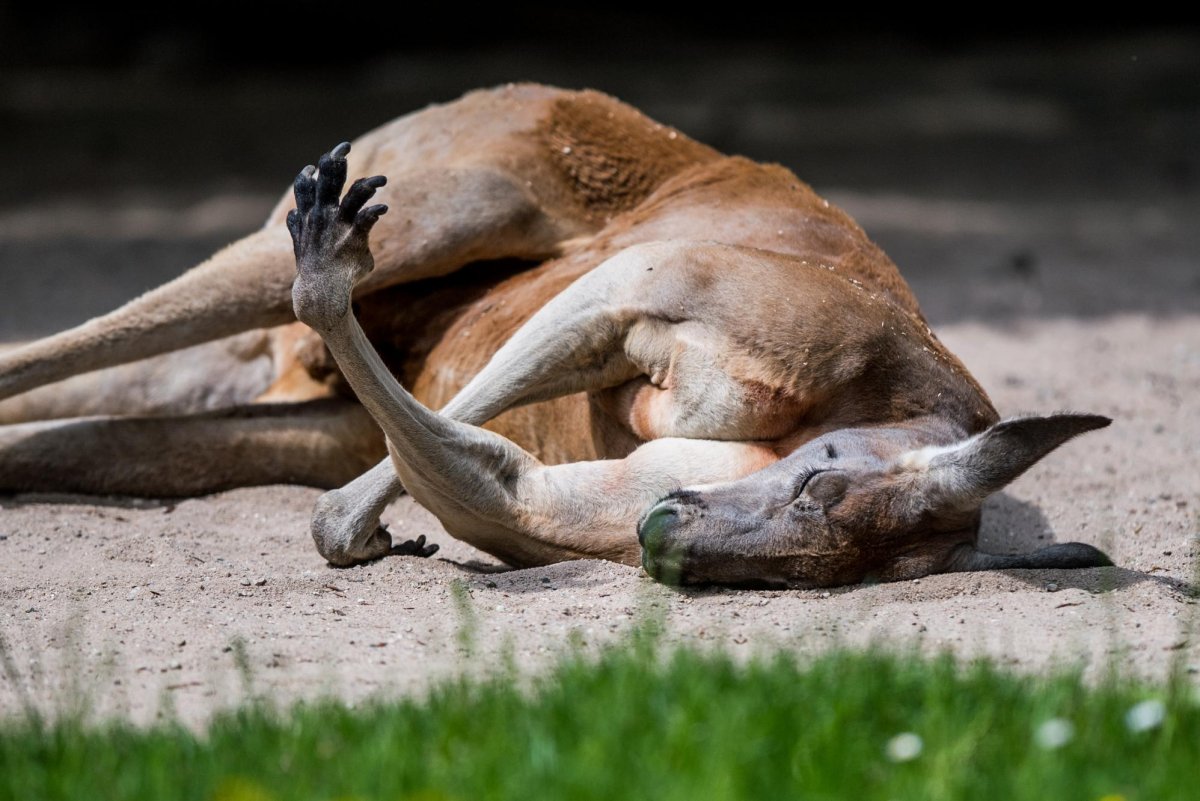 Missouri kangaroo loose: Roofus spotted near Aquila, still uncaught