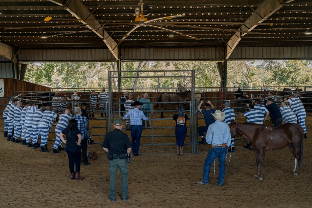 Ilie Mitaru sets equine therapy doc about incarcerated veterans