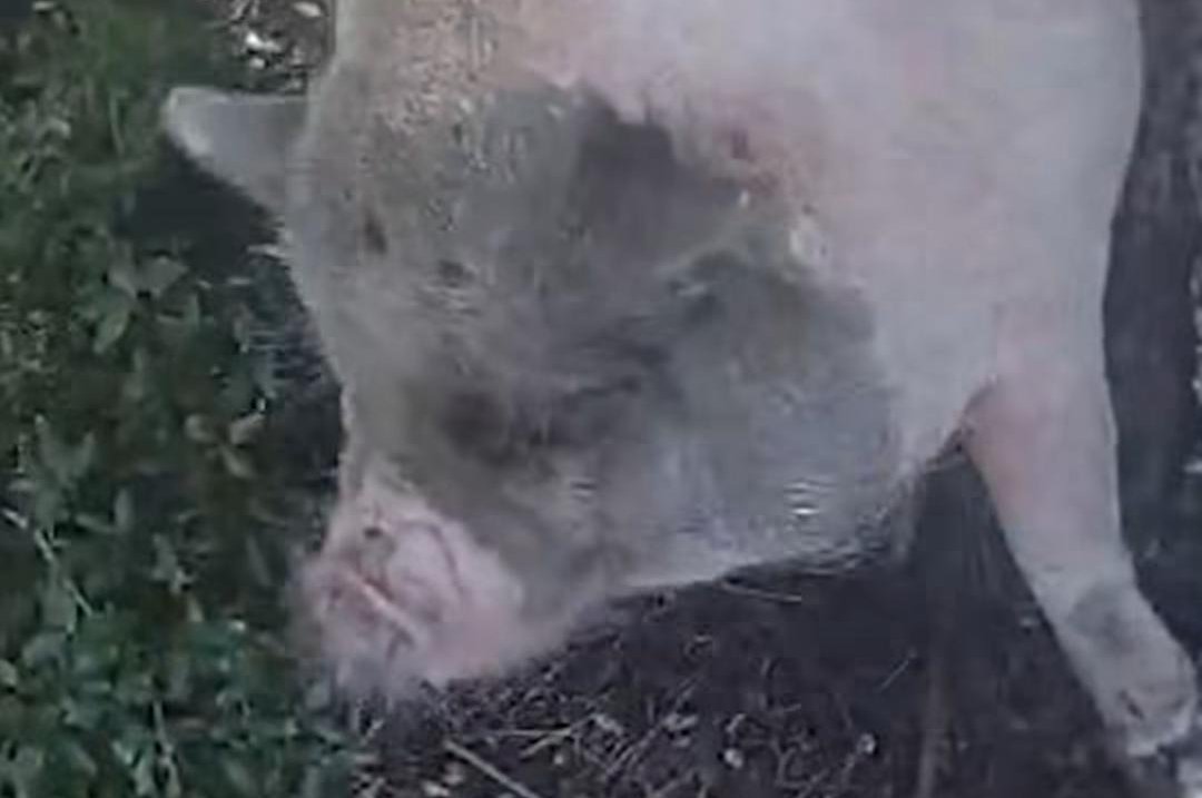 Florida deputies need four people to corral runaway pig