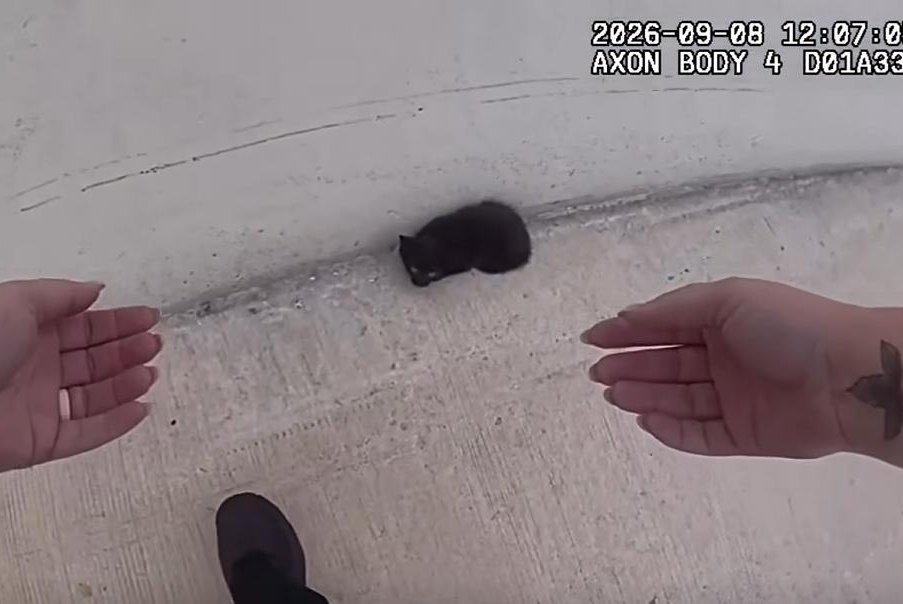 Florida highway kitten rescue ends with Dash finding a home