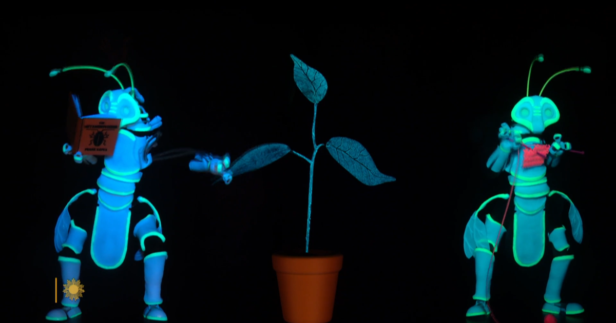 How plants feel: CBS News segment probes touch-sensitive plant science