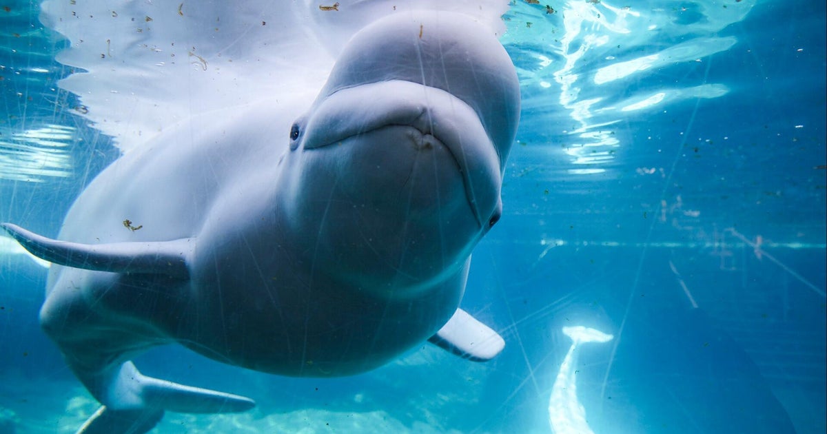 Beluga pair lands in Texas after 1,500-mile Marineland move