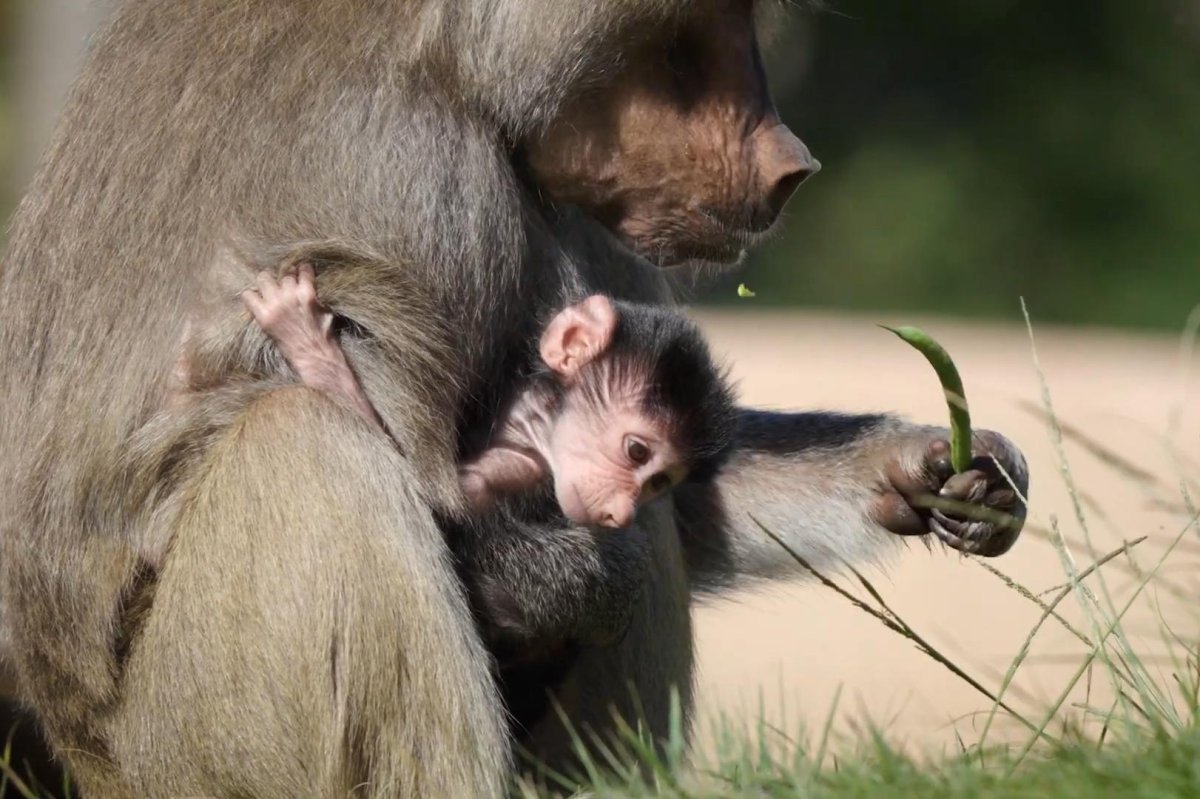 San Diego Zoo welcomes baby baboon Makeda to African Rocks