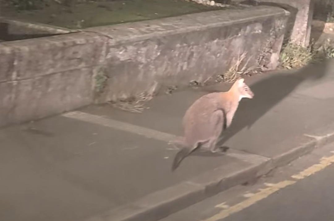 Wallaby Liskeard video shows early-morning hop through town