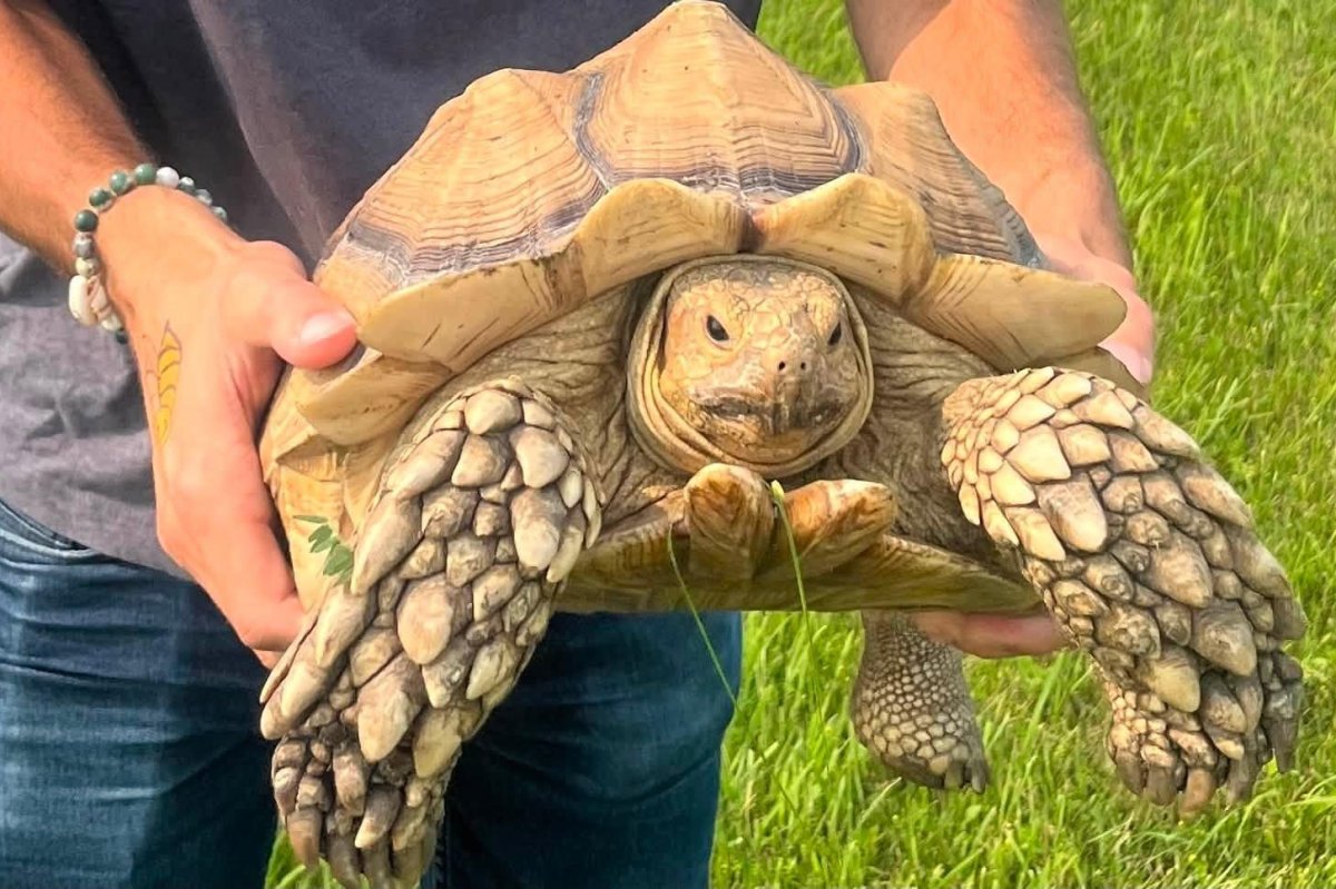 Escaped tortoise found in Manitoba after two weeks and 12-mile mystery