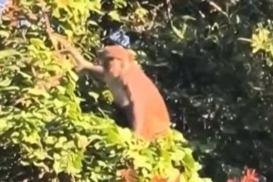 Monkey sightings put Mount Dora residents on distance alert
