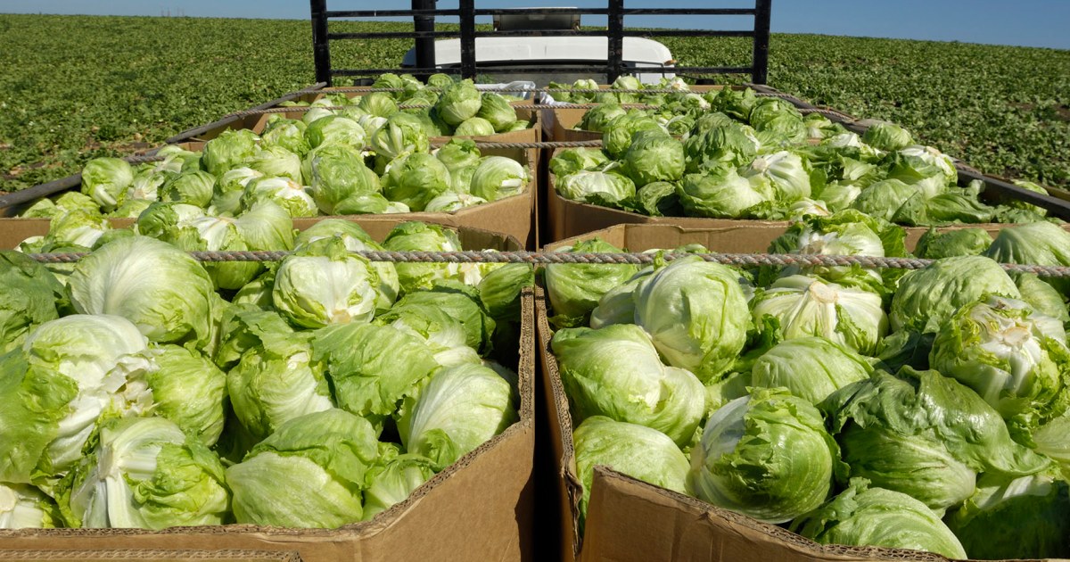 Cyclosporiasis outbreak grows to 9 states as lettuce probe widens