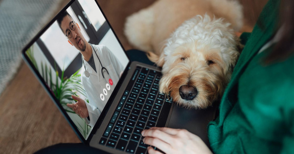 Tele vet care for pets can cut hassle, but some symptoms need a clinic