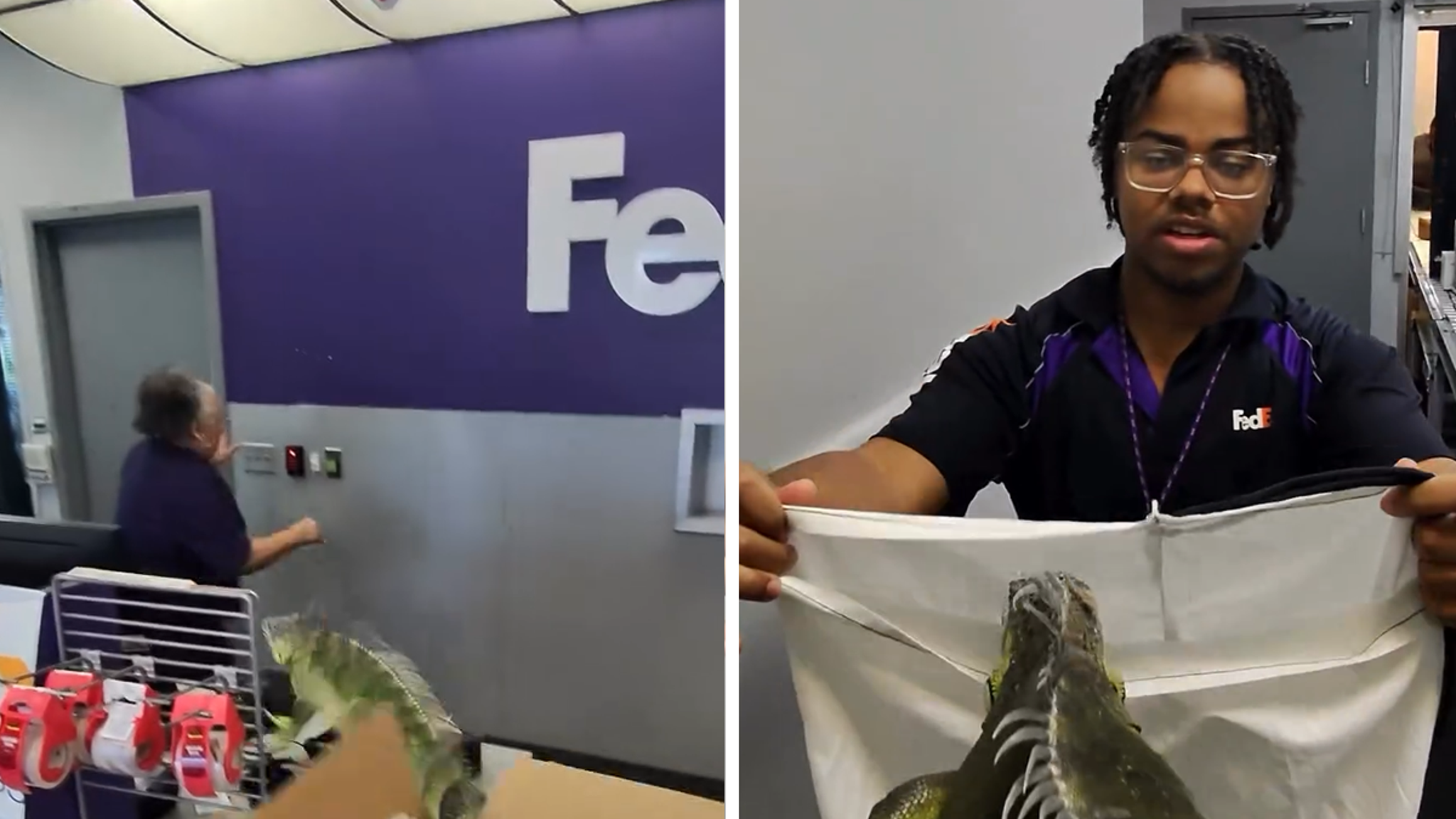 FedEx iguana video shows Titan bolting inside Memphis store