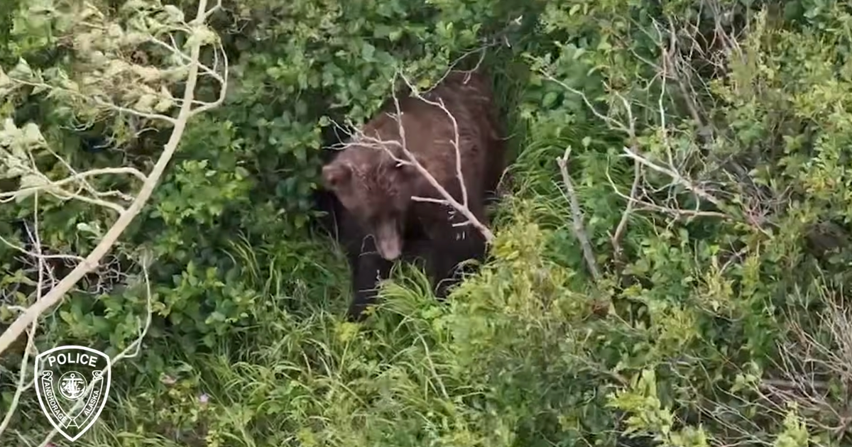 Bear attacks hiker on narrow Alaska trail during rough weather