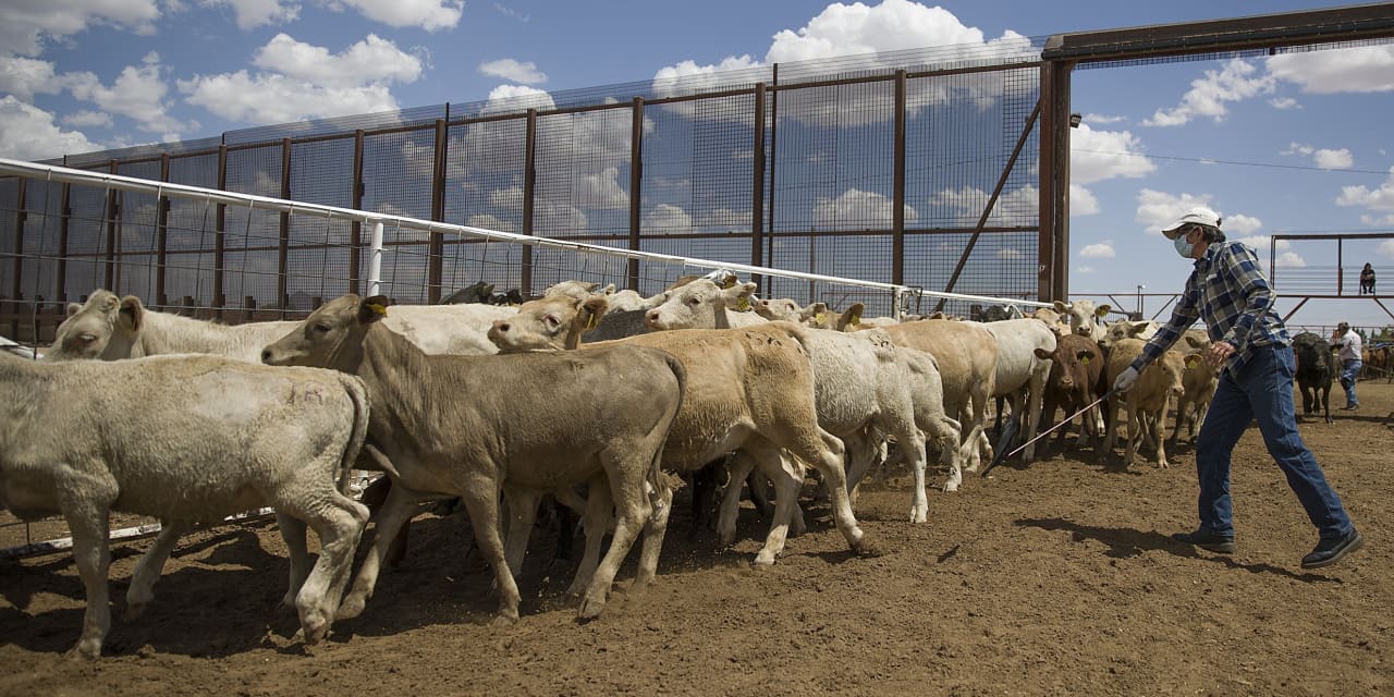 Mexican cattle imports restart as beef prices stay near records