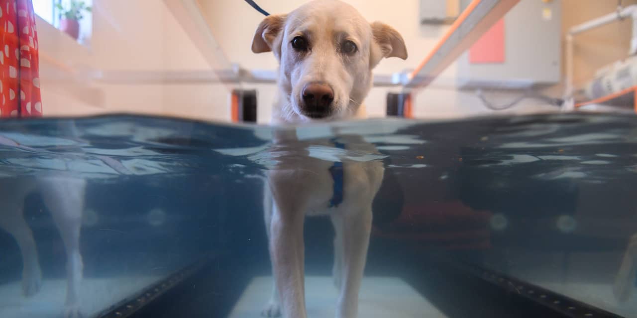 Vet bills climb as clinics see fewer pets, Morgan Stanley survey finds