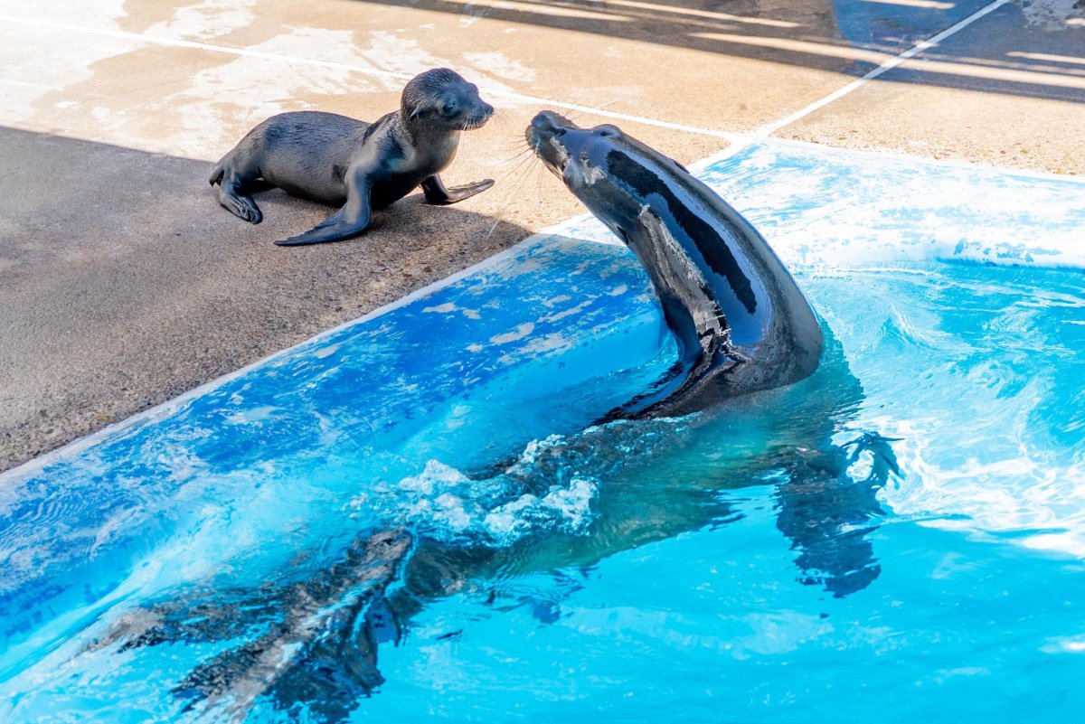 Two new marine mammal babies arrive at SeaWorld San Diego