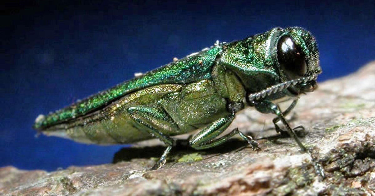 Ash-killing emerald borer reaches the EU in Hungary and Slovakia