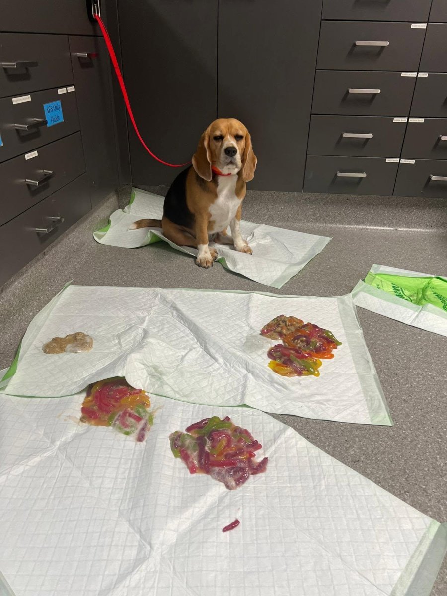 Dog ate gummy worms, then regurgitated 2.4 pounds at Australian clinic
