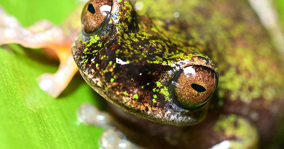 Costa Rica coffee frog faces potential pesticide risk, researcher warns