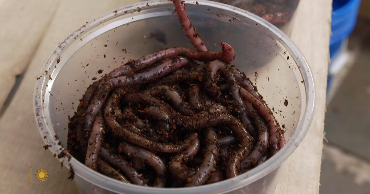 Worm grunting gets CBS News spotlight in Florida bait tradition