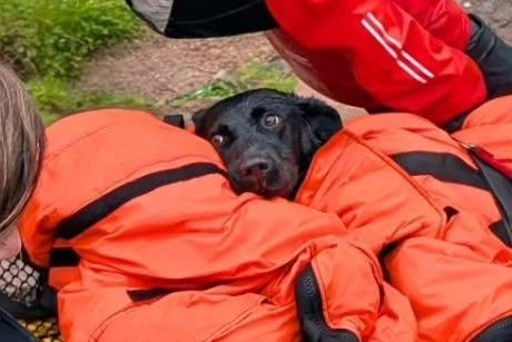 Labrador rescued from Ben Nevis after cannabis scare