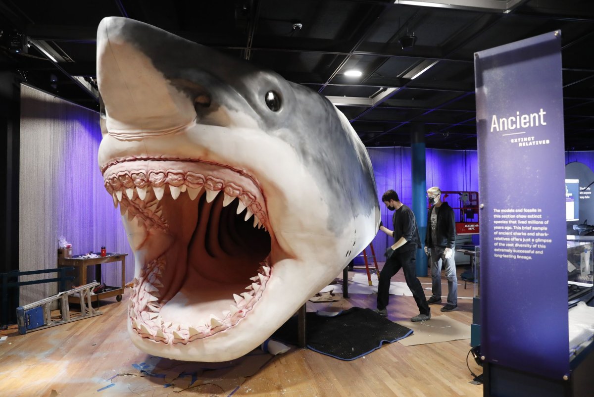 Shark Week shark stories feature tattoos, orange shark and camera bite