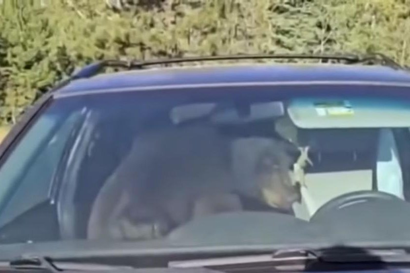 Colorado bear turns locked SUV into an overnight horn section