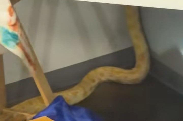 Forest Middle School python fire damages eight classrooms