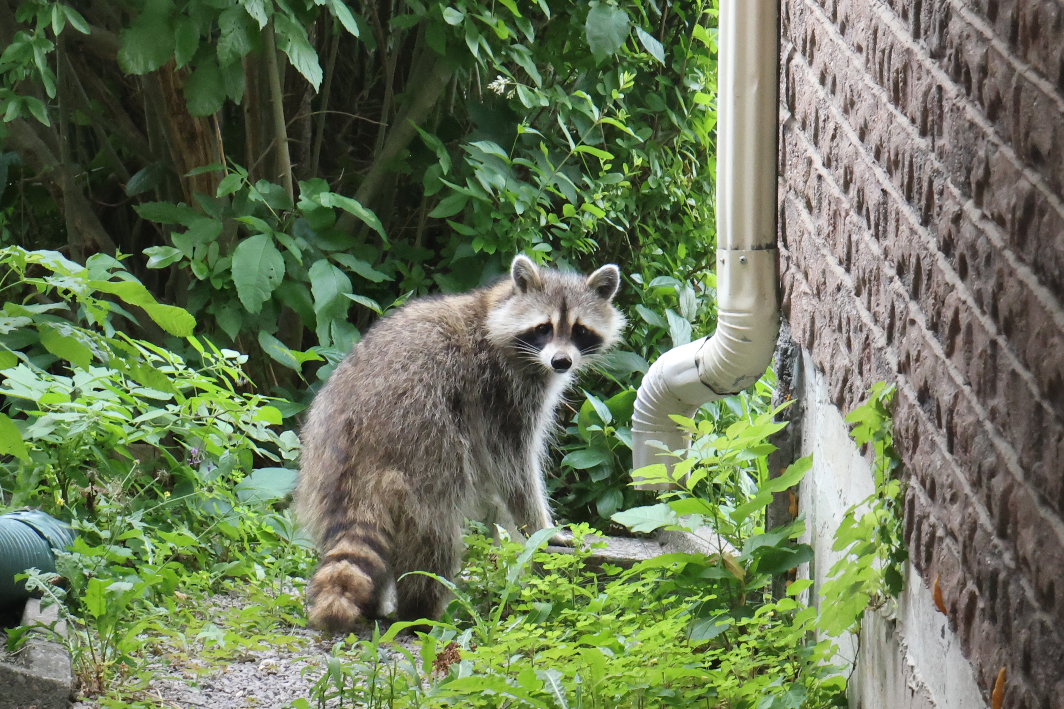 Jimothy raccoon mystery has Seattle asking if there are several