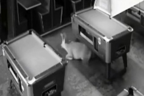 Two deer burst through windows at Georgia shops