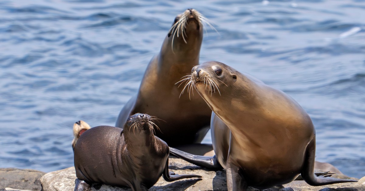 Federal officials investigate La Jolla sea lion video