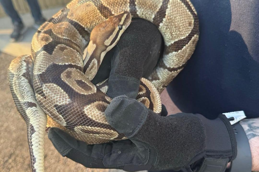 Python pops out from under Ontario driver’s hood