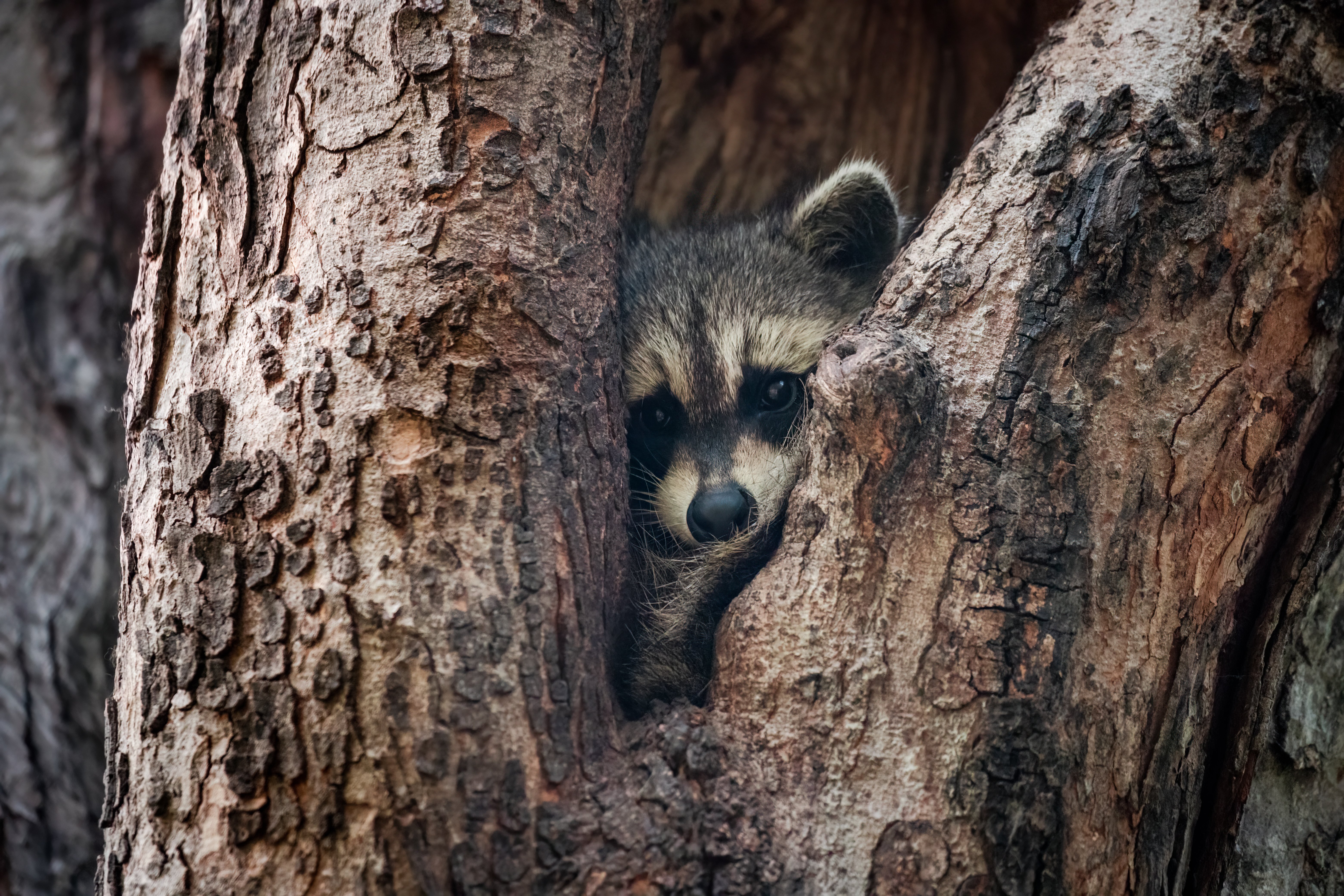 Jimothy raccoon games tributes reach World of Warcraft