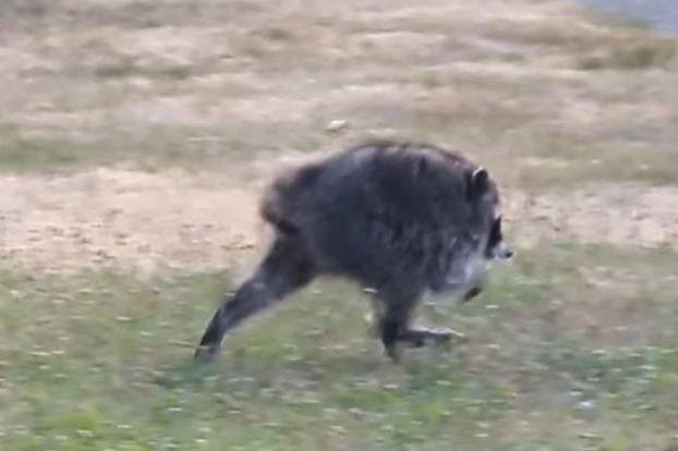 Seattle’s round raccoon Jimothy becomes an internet favorite